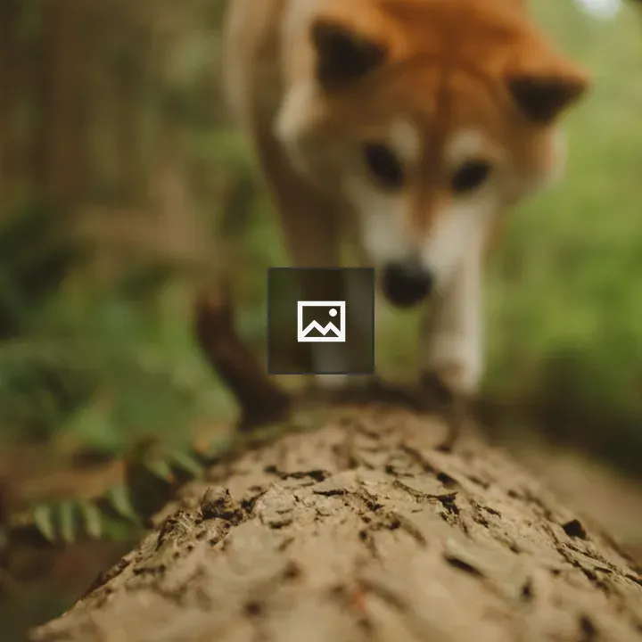 Shiba on a Log