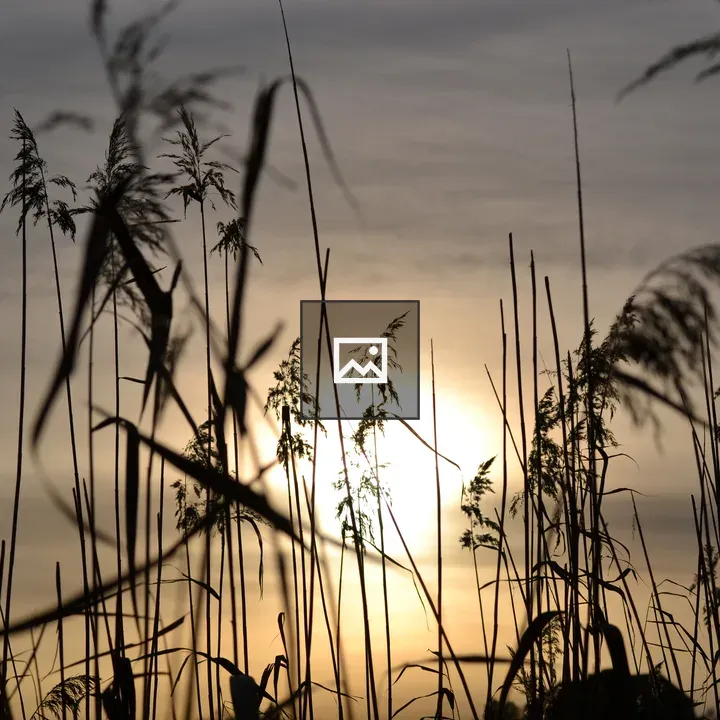 Sunset behind reeds