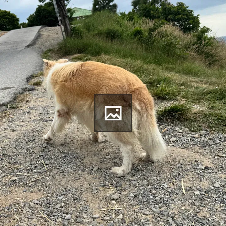 Dog walking along gravel path