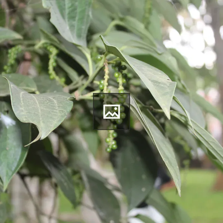 Black peppercorns on pepper plant
