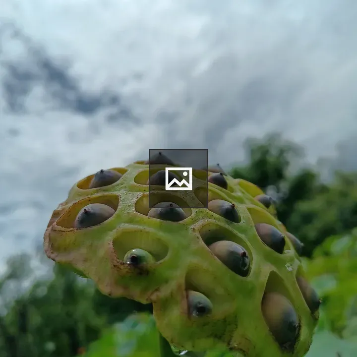 Lotus Seeds Close View