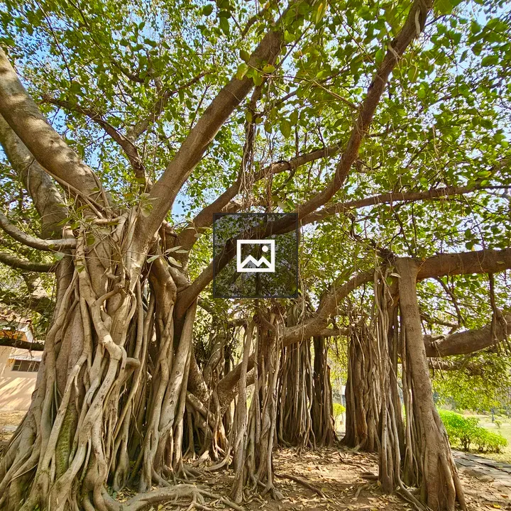 Banyan Tree with Thick Roots