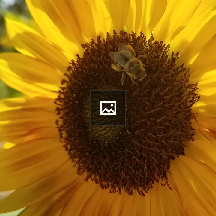 Honeybee on a Sunflower