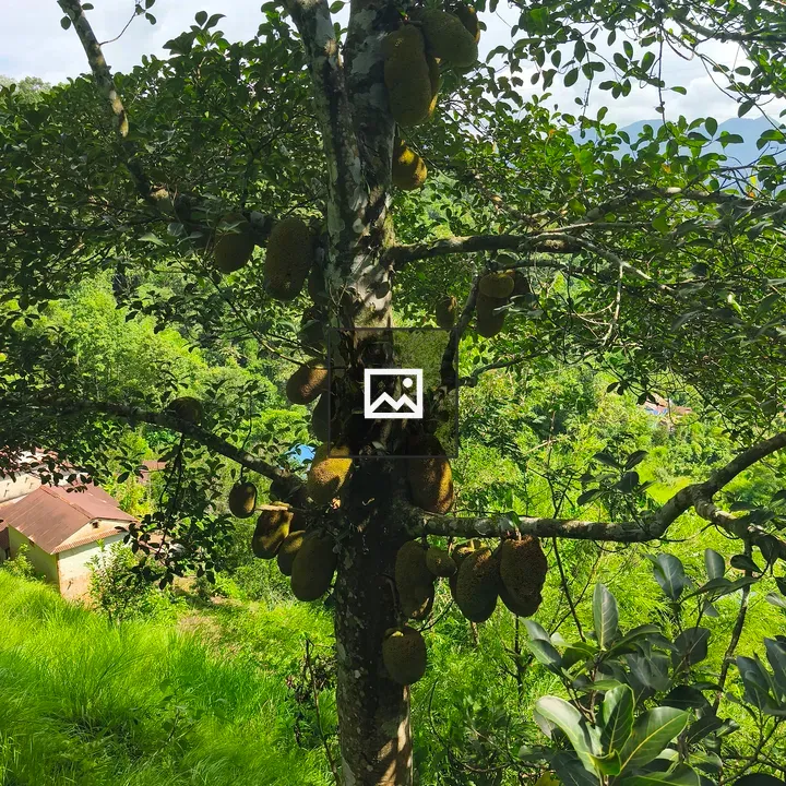 Jackfruit Tree with Ripe Fruits