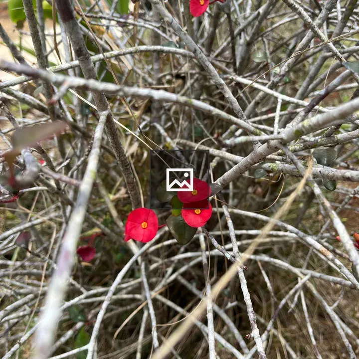 Chinese hat shrub with red flowers