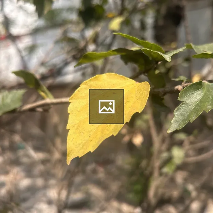 Yellow leaf close-up