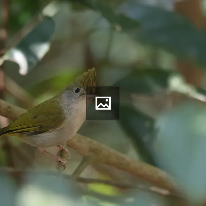 White-bellied Erpornis on a Branch