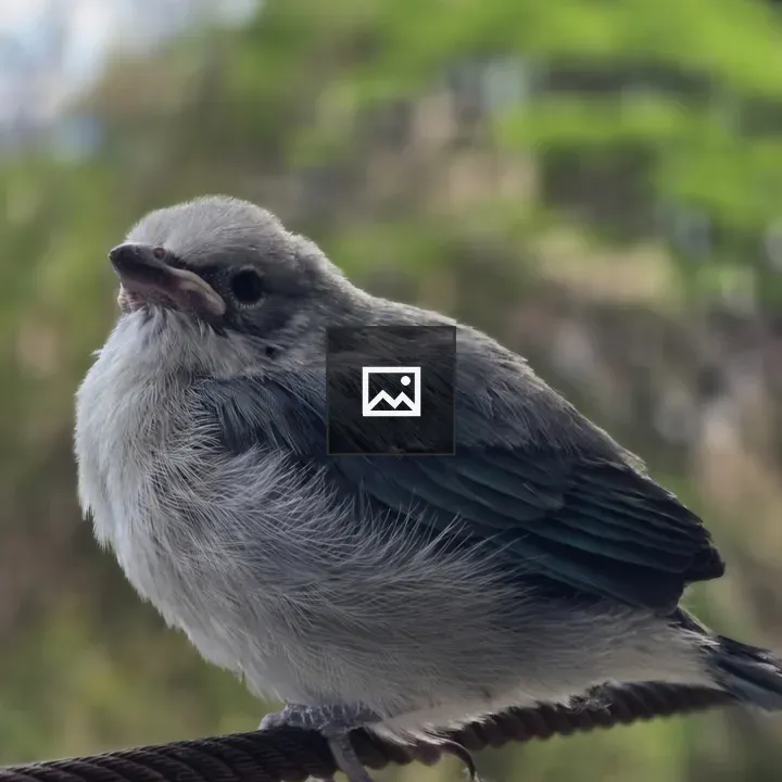 Small bird on wire