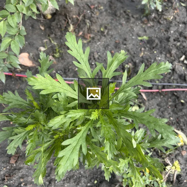 Young plant with yellow flower bud