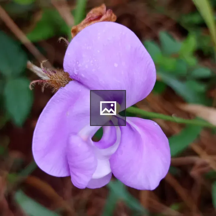 Close-up Purple Flower