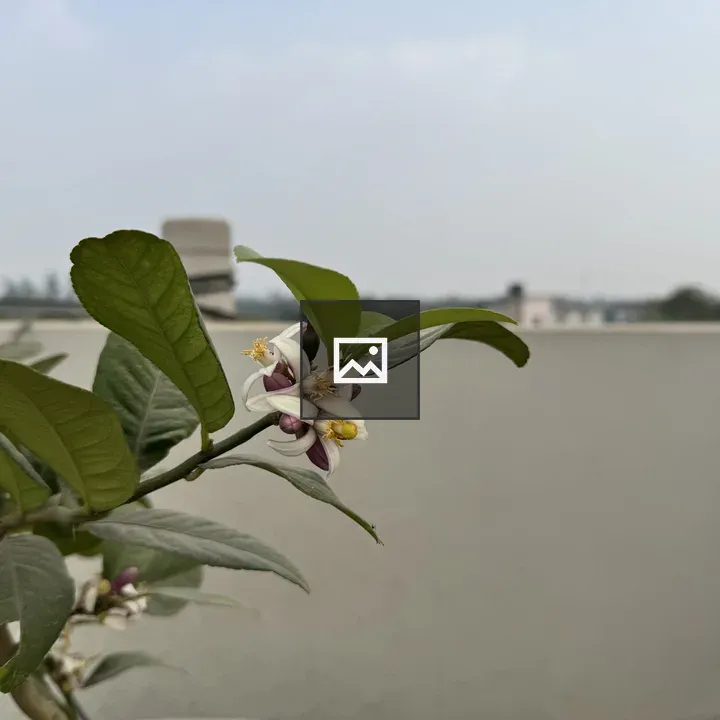 Lemon Tree Branch Close-up