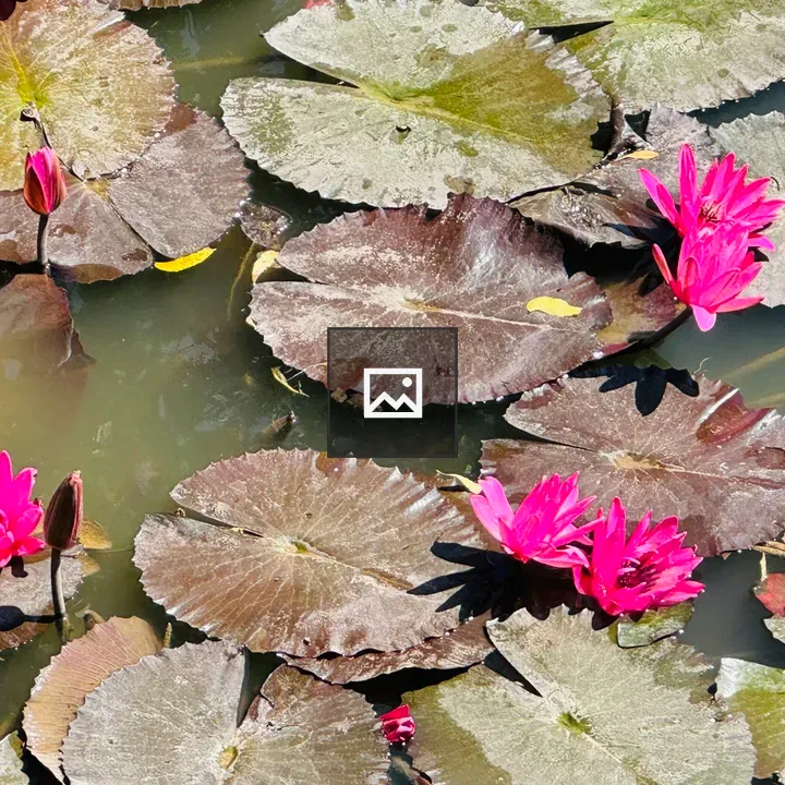 Pond with Magenta Water Lilies