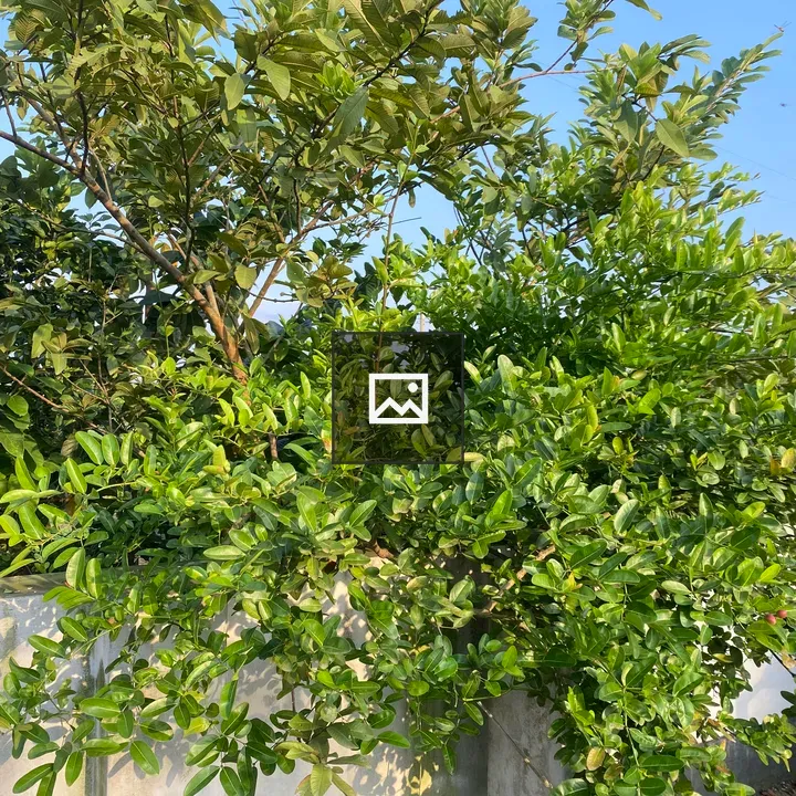 Dense greenery against blue sky