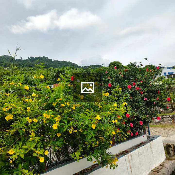 Garden with Colorful Flowers