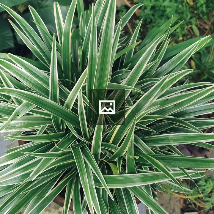 Spider Plant in Focus