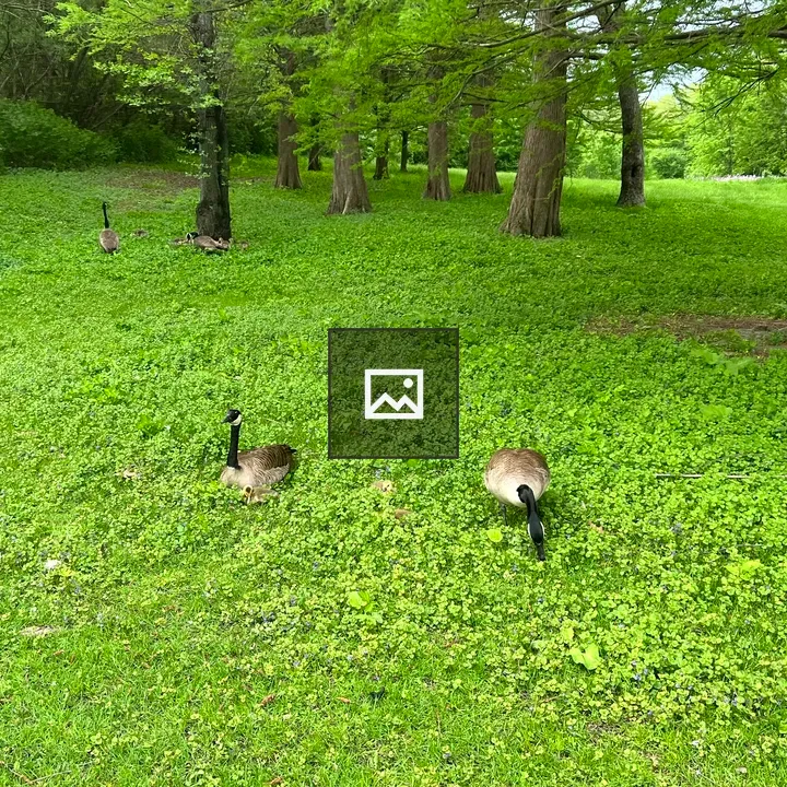 Geese on Grass and Creeping Charlie
