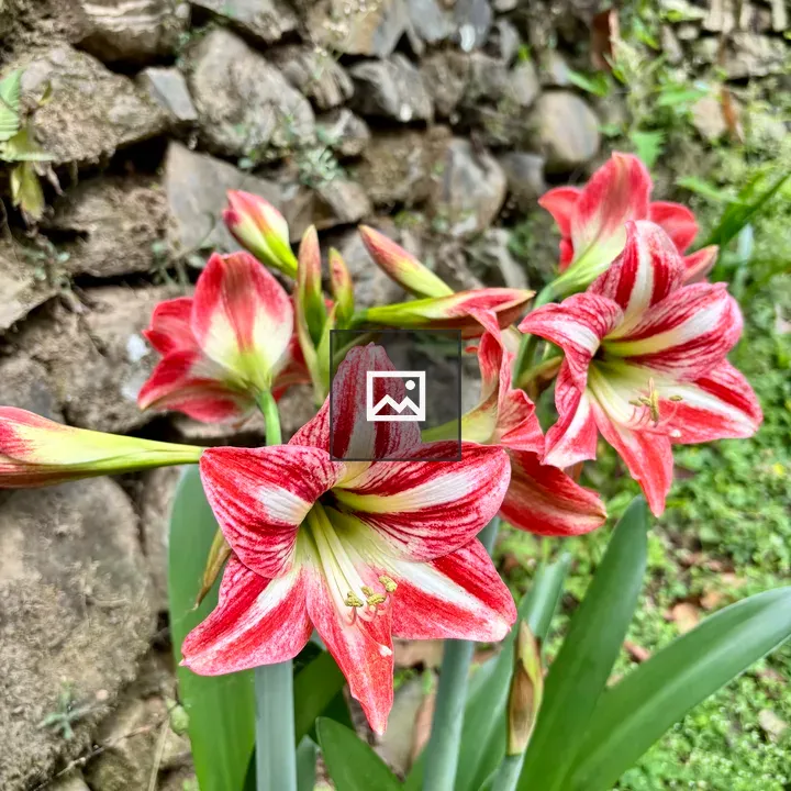 Red and white flower with green leaves