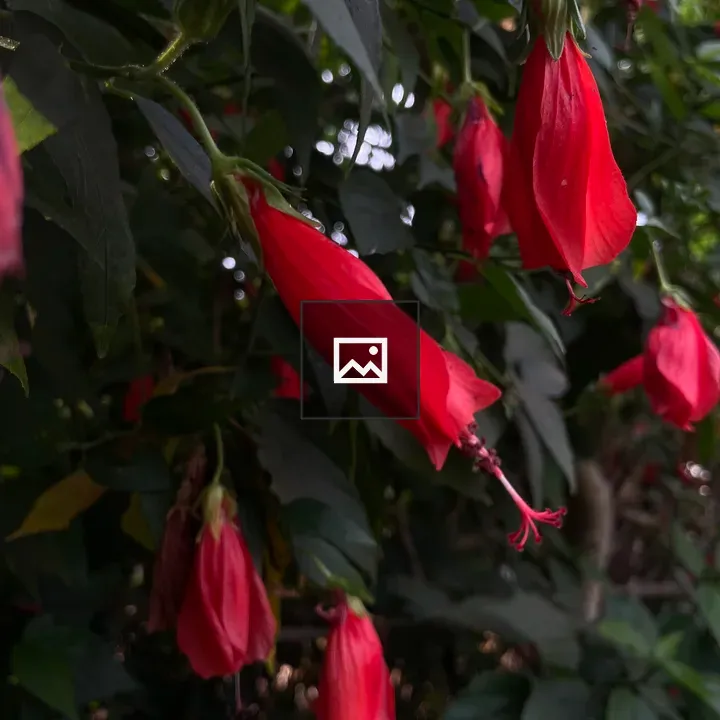 Red hibiscus close-up