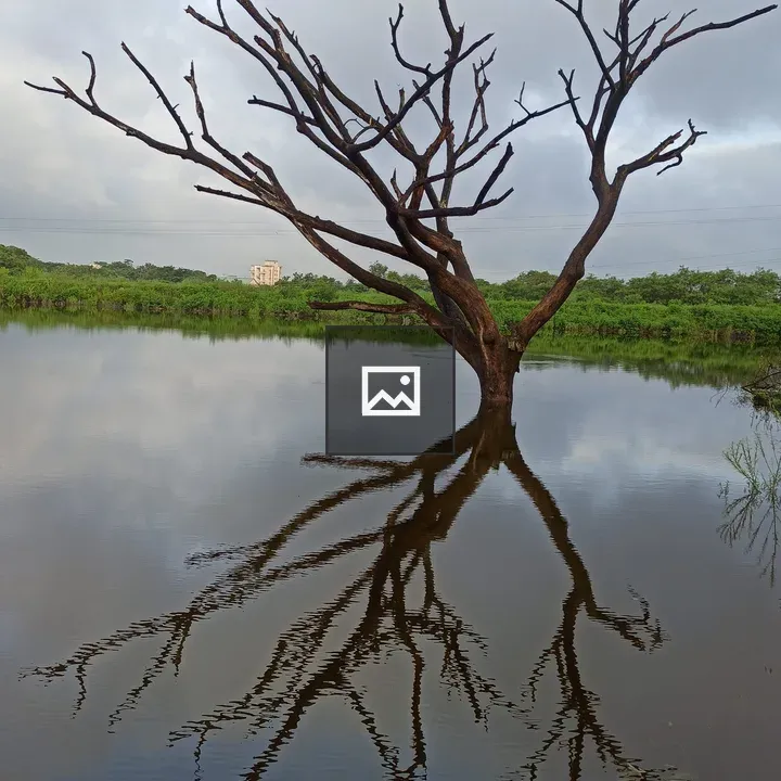Dead tree by lake at Shivaji University