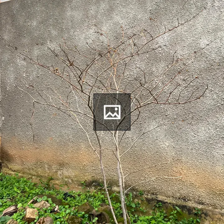 Thin dry plant against wall