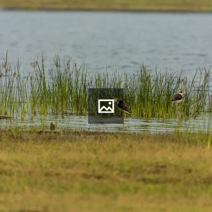 Two Birds by a Lake