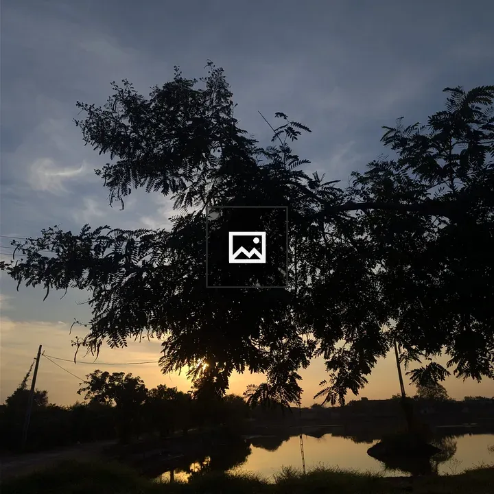Silhouette of Tree Branches at Sunset
