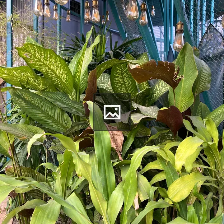 Dense cluster of green plants