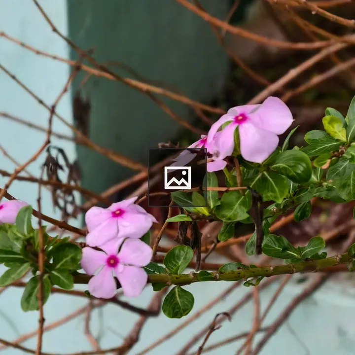 Periwinkle Flowers on Stem