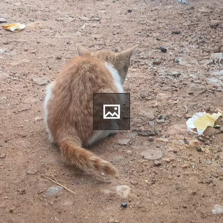 Orange and White Cat on Gravel