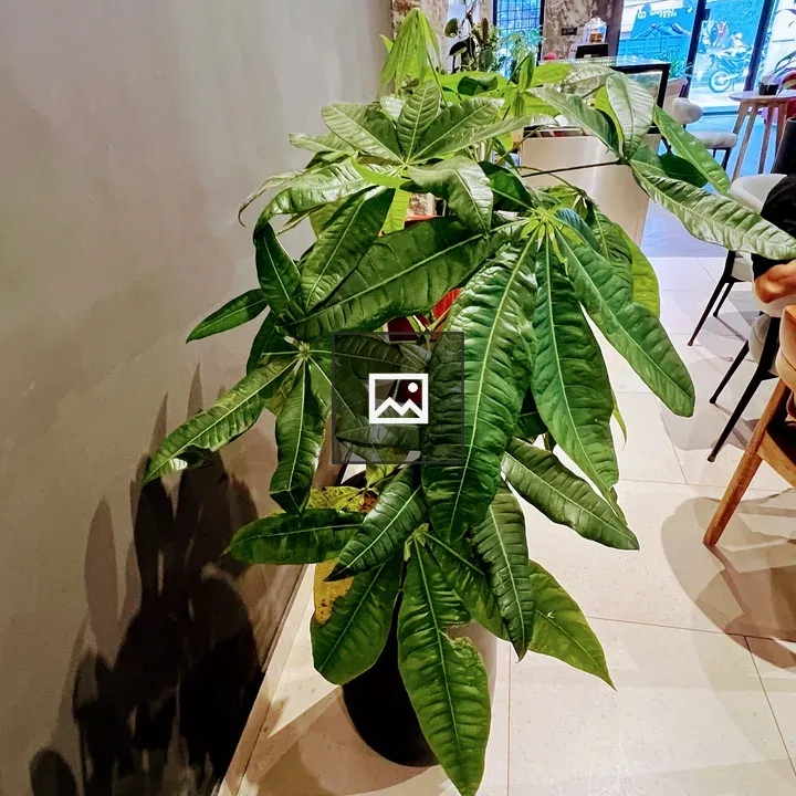 Money tree plant in cafe