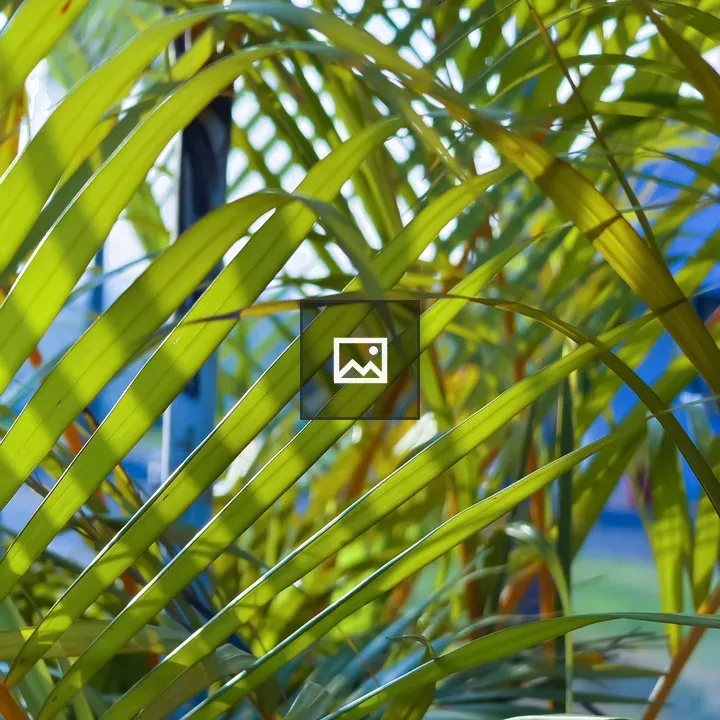 Green Coconut Tree Leaves