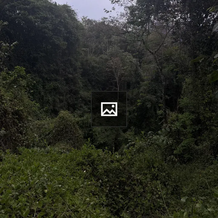 Dense forest with light-centered tree