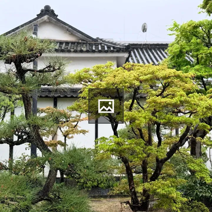 Pine trees with autumn leaves