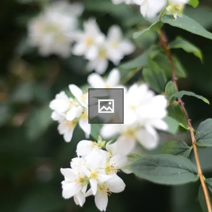 Flowers in nature