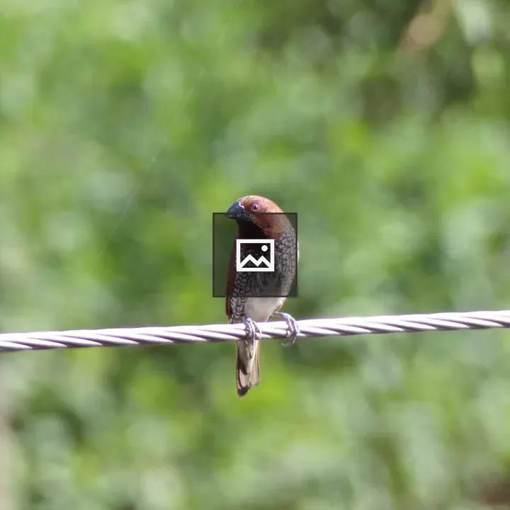 Bird on a Wire with White Brown Feathers