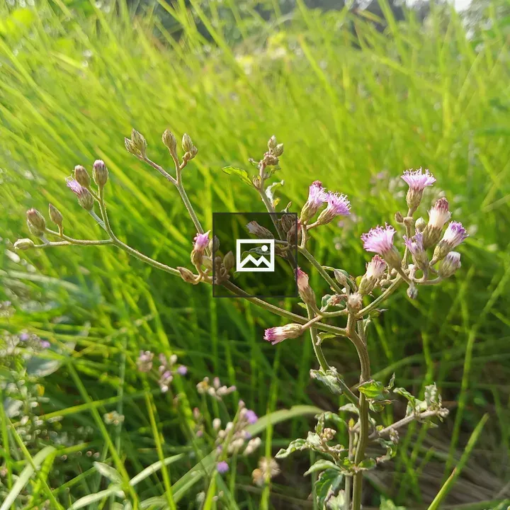 Small pink flowers on grass