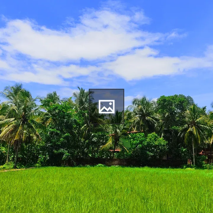 Green Paddy Fields and Coconut Trees