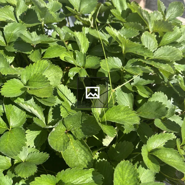 Strawberry leaf patch