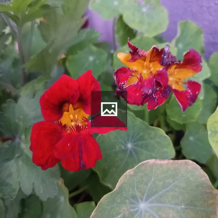 Nasturtium Flowers on Green Leaves