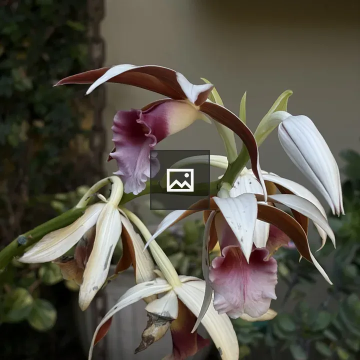 Nun Orchid Close-Up