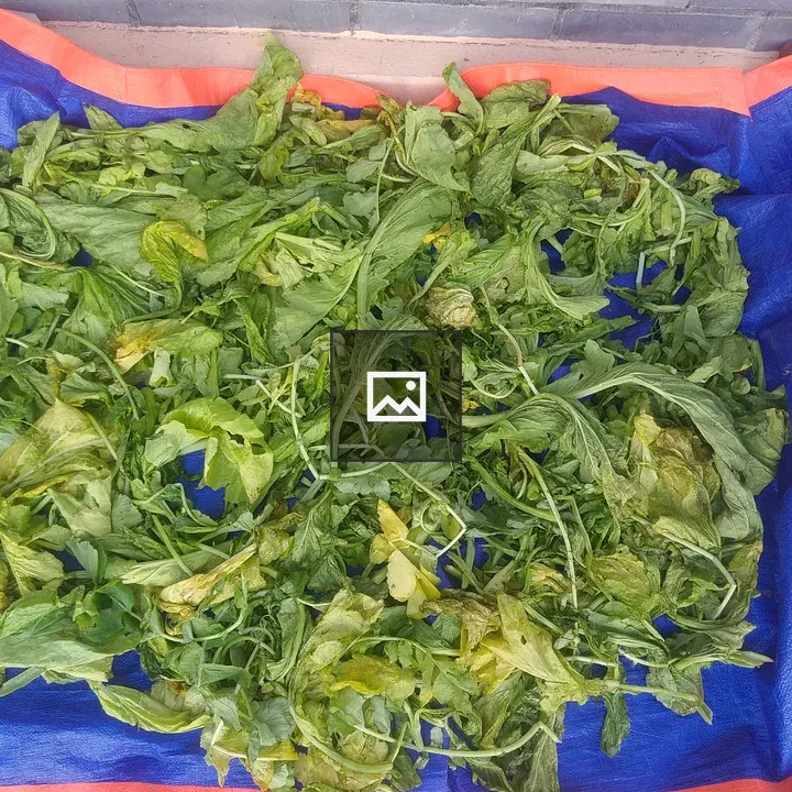 Fresh and wilted spinach leaves