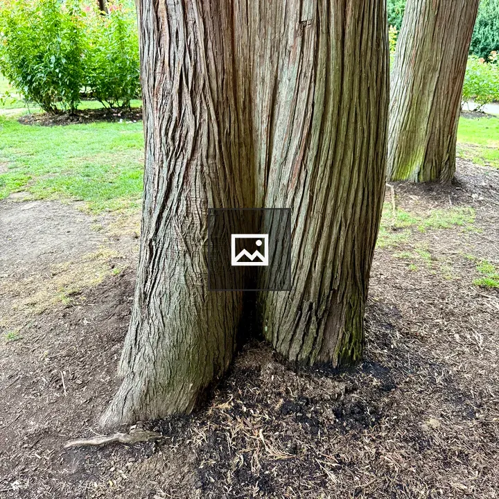 Cedar Tree Base and Forked Trunk