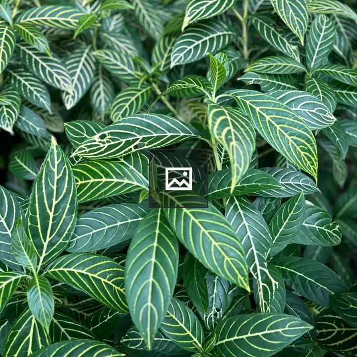 Close-up of green leaves with yellow veins
