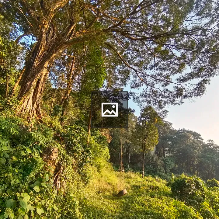 Big tree in forest