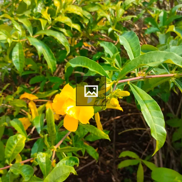 Yellow flower in garden