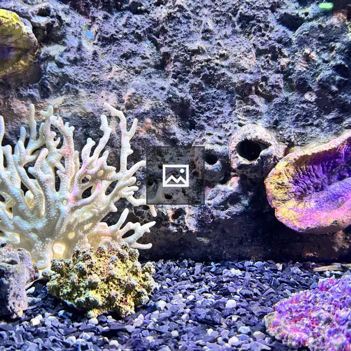 White coral in aquarium