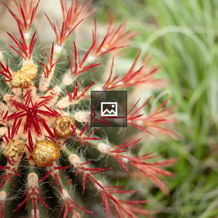 Cactus flowers in bloom