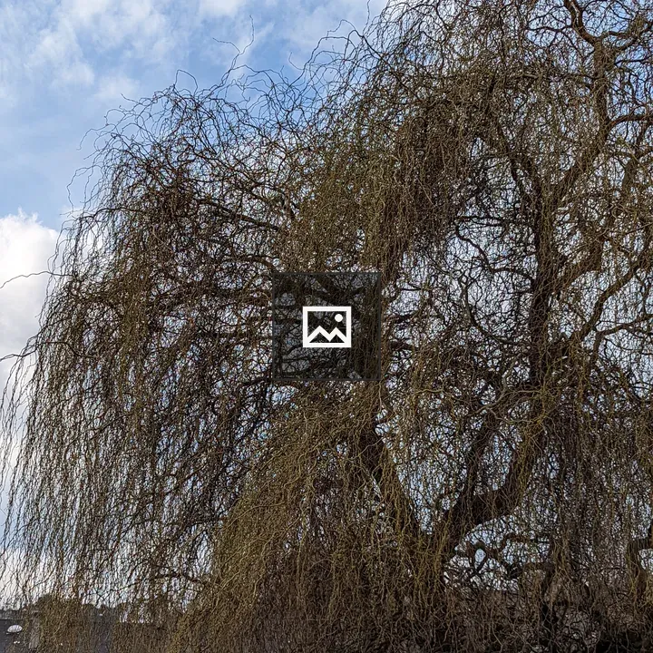 Willow Tree with Sparse Green
