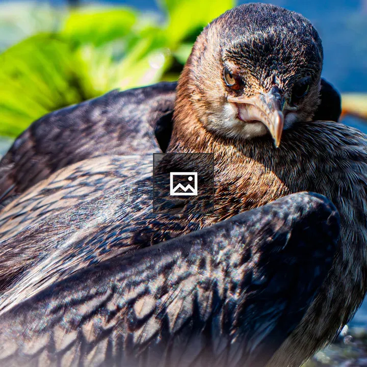 Cormorant on Wooden Post