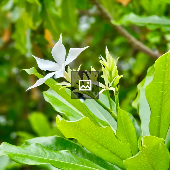 Cerbera odollam flower in bloom